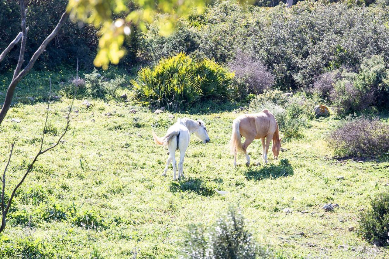 タリファCasita Rural En Centro De Hipicaアパートメント エクステリア 写真